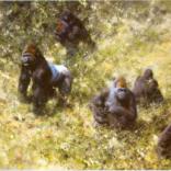 Lowland Gorillas - Silkscreen